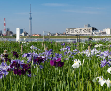 2022/05/30 堀切水辺公園