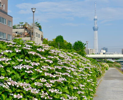 2022/06/03 旧中川水辺公園