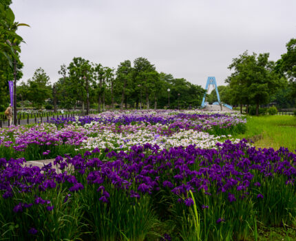 2022/06/10 水元公園