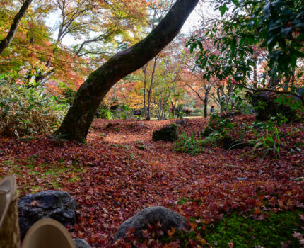 2022/11/28 宝厳院 / Fogonin Temple, Kyoto