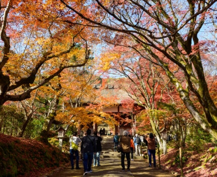 2022/11/28 常寂光寺 / Jojakko-ji, Kyoto