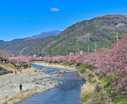 2023/02/18 河津桜 / Kawazu sakura, Shizuoka