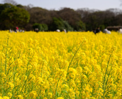 2023/03/11 浜離宮恩賜庭園  / HamarikyuGarden, Tokyo