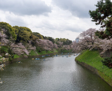 2023/04/02 千鳥ヶ淵 / Chidorigafuchi, Tokyo