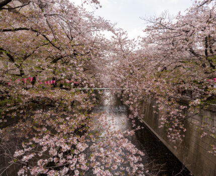 2023/04/02 目黒川 / Megurogawa river, Tokyo