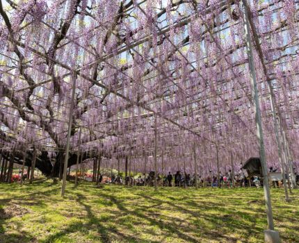 2023/04/16 あしかがフラワーパーク / Ashikaga Flower Park, Tochigi