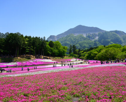 2023/04/22 羊山公園 / Hitsujiyama park, Saitama