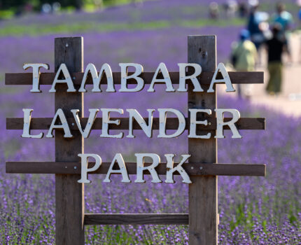 2023/07/17 たんばらラベンダーパーク / Tambara Lavender Park, Gunma