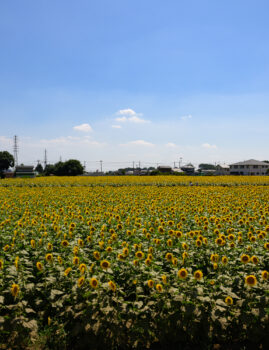 2023/07/29 野木ひまわりフェスティバル / Nogi Town Sunflower Festival, Tochigi