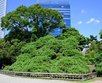 2023/09/18 浜離宮恩賜庭園 / Hamarikyu Garden, Tokyo