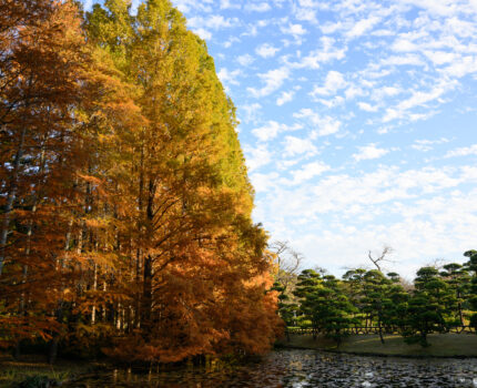 2023/11/23 神代植物公園  / Jindai Botanical Park, Tokyo