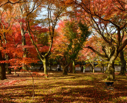 2023/12/01 東福寺 / Tofukuji – Temple, Kyoto