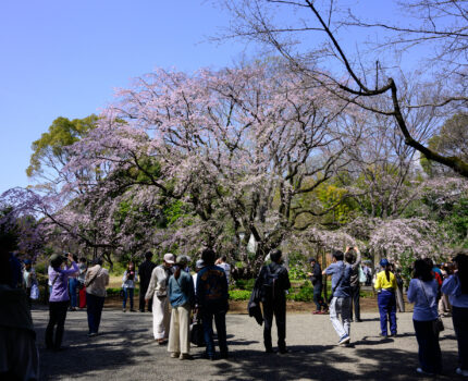 2024/03/31 六義園 / Rikugien, Tokyo