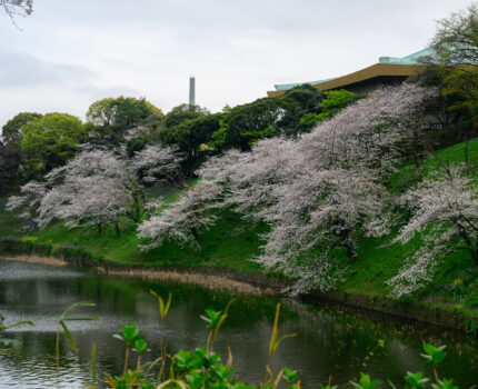 2024/04/06 千鳥ヶ淵緑道 / Chidorigafuchi Ryokdo, Tokyo