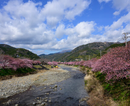 2024/02/10 河津 桜祭り / Kawadu Sakura Festival, Shizuoka