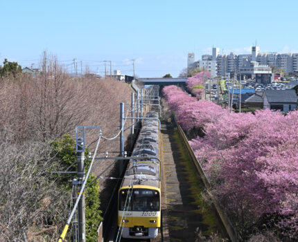 2024/02/18 三浦海岸 桜祭り / Miurakaigan Sakura Festival, Kanagawa