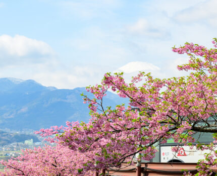 2024/02/24 松田 桜祭り / Matsuda Sakura Festival, Kanagawa