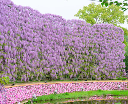 2024/04/21 あしかがフラワーパーク / Ashikaga Flower Park, Tochigi