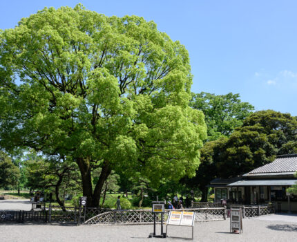 2024/06/16 清澄庭園 / Kiyosumi Garden, Tokyo