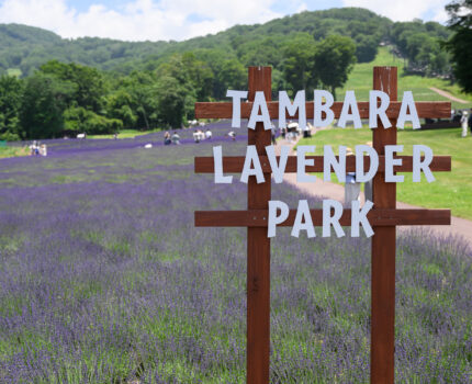 2024/07/13 たんばらラベンダーパーク / Tanbara Lavender Park, Gunma